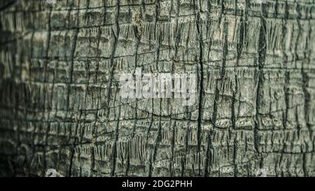 Body of oil palm tree, natural wooden textured. A surface of cut palm, fan type of the old part to the area of cut leaves branches. Texture of the tru Stock Photo