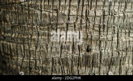 Body of oil palm tree, natural wooden textured. A surface of cut palm, fan type of the old part to the area of cut leaves branches. Texture of the tru Stock Photo