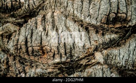 Body of oil palm tree, natural wooden textured. A surface of cut palm, fan type of the old part to the area of cut leaves branches. Texture of the tru Stock Photo