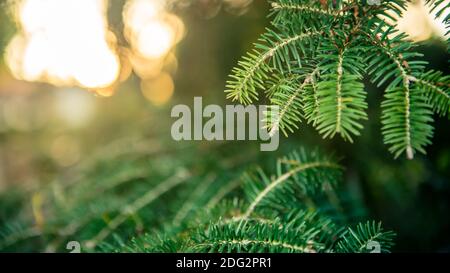 Spanish fir tree branches background. Branch close up of pine tree. Fluffy Abies pinsapo in winter holidays mood. Creative layout made of Christmas. X Stock Photo
