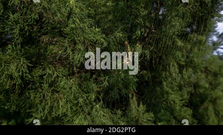 A female giant woods spider with its prey and eating it in the mountain forest of Taipei. The insect was captured by the web of the arachnida. were ab Stock Photo