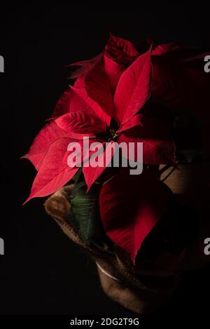 Professional macro close up of  beautiful red poinsettia nochebuena flower, christmas holydays Stock Photo