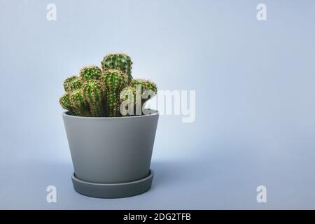Cactus front view in grey ceramic pot on the light gray background. Copy space. Stock Photo