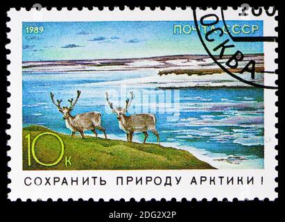 MOSCOW, RUSSIA - NOVEMBER 10, 2018: A stamp printed in USSR (Russia) shows Reindeer (Rangifer tarandus), Nature Conservation serie, circa 1989 Stock Photo