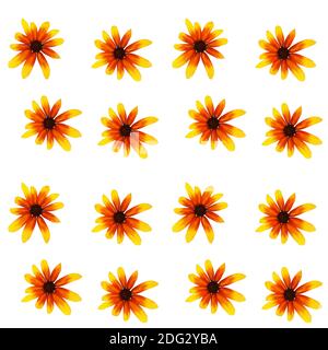 Colorful yellow echinacea on white background. Seamless pattern. illustration. Stock Photo