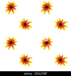 Colorful yellow echinacea on white background. Seamless pattern. illustration. Stock Photo