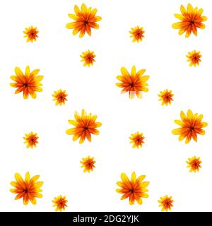 Colorful yellow echinacea on white background. Seamless pattern. illustration. Stock Photo