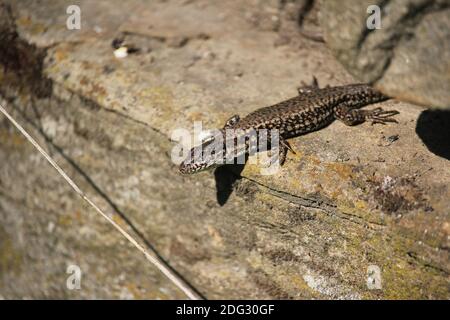 Common Wall Lizard (Podarcis muralis) at a stone-wall in the town of Castrop-Rauxel, Germany