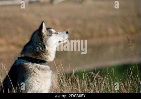 Young alaskan malamut dog enjoying good weather by the lake Stock Photo