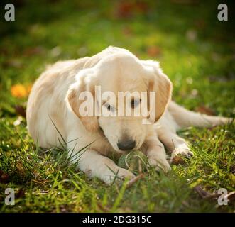Golden retriever puppy laying on a meadow in summer Stock Photo