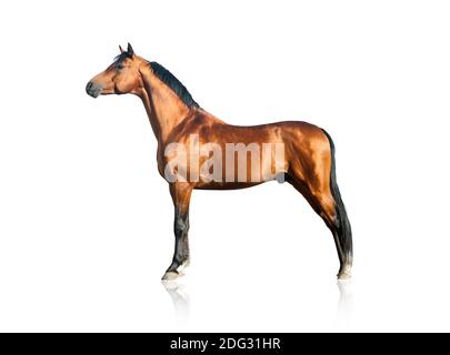 Bay arabian horse isolated over a white bakground Stock Photo