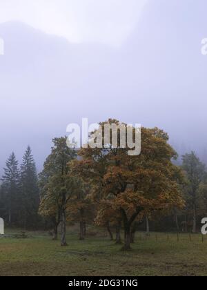 Sycamore maple, great maple (Acer pseudoplatanus)