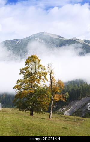 Sycamore maple, great maple (Acer pseudoplatanus),