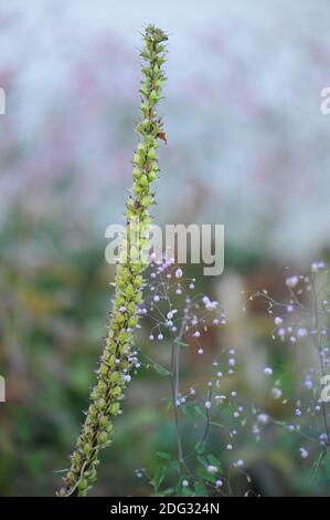 Seed heads of a rusty foxglove (Digitalis ferruginea) Gelber Herold and violet flowers of a meadow rue (Thalictrum) Ankum in a garden in July Stock Photo