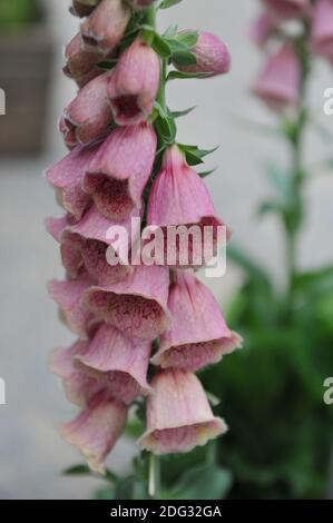Pink strawberry foxglove (Digitalis mertonensis) bloom on an exhibition in May Stock Photo