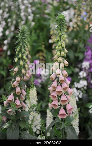 Pink strawberry foxglove (Digitalis mertonensis) bloom on an exhibition in May Stock Photo