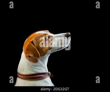 Jack russel terrier portrait on a black background. ear is out of focus Stock Photo