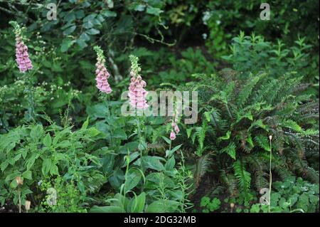 Strawberry foxglove (Digitalis mertonensis) bloom in a garden in  July Stock Photo