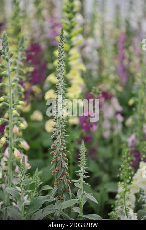 Small-flowered foxglove (Digitalis parviflora) blooms on an exhibition in May Stock Photo