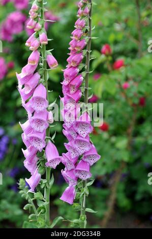 Purple common foxglove (Digitalis purpurea) bloom on in a garden in May Stock Photo