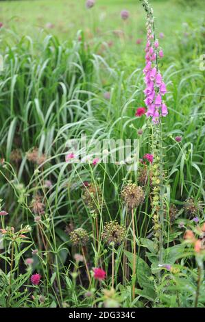 Purple common foxglove (Digitalis purpurea) and red Knautia macedonica bloom in a garden in June Stock Photo