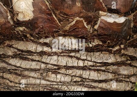 Butia capitata, Wine Palm, Jelly Palm, Pindo Palm Stock Photo