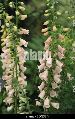 Pink common foxglove (Digitalis purpurea) Sutton's Apricot bloom on an exhibition in May Stock Photo