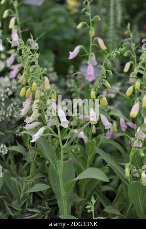 Spanish foxglove (Digitalis thapsi) blooms on an exhibition in May Stock Photo