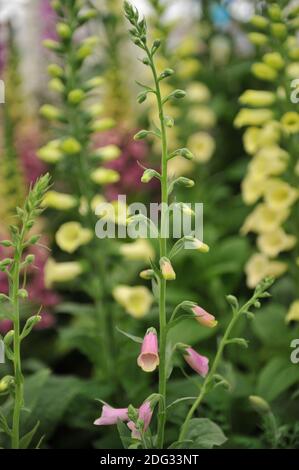 Spanish foxglove (Digitalis thapsi) blooms on an exhibition in May Stock Photo