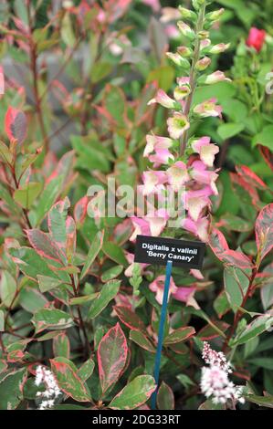Foxglove (Digitalis valinii) Berry Canary blooms on an exhibition in May Stock Photo