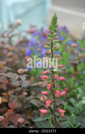 foxglove firebird seeds