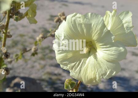 Gentle Hollyhocks flower with green leaves Stock Photo