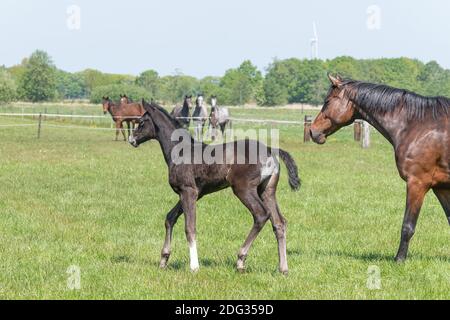 A black foal is trotting in the pasture, other horses are watching. Stock Photo