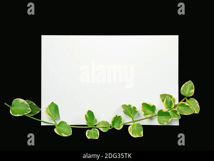 green ivy on blank white notecard with black background Stock Photo
