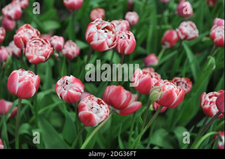 Red and white multi-flowered Double Late tulips (Tulipa) Drumline bloom in a garden in April Stock Photo
