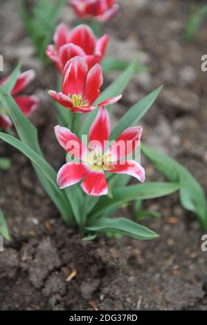 Single Late tulips (Tulipa) bloom Duc van Tol Red and White in a garden in April Stock Photo