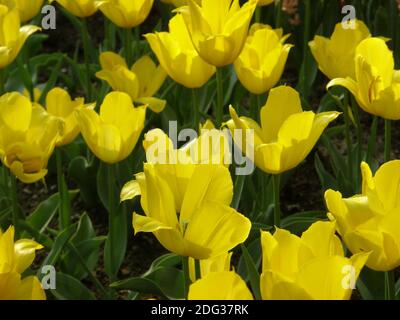 Single Late tulips (Tulipa) Duc van Tol Yellow bloom in a garden in April Stock Photo