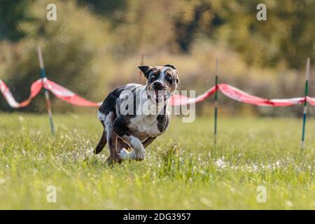 Dog lure coursing hi-res stock photography and images - Alamy