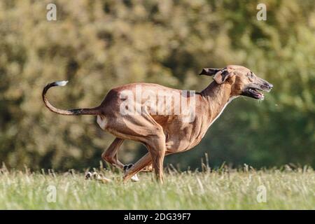 Azawakh dog running in the field on lure coursing competition Stock Photo