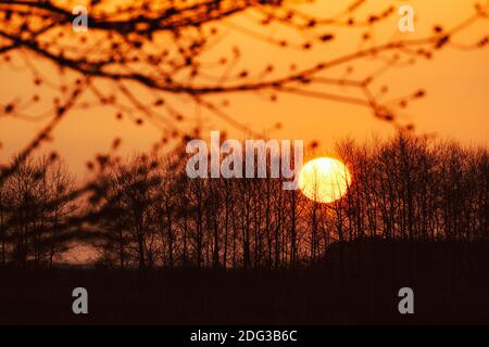 Silhouettes Of Tree Branches With Tree Buds And Big Orange Sun On Background. Spring Dawn Sunset Sunrise Sky. Dark Branches In Backlight And Woods Stock Photo