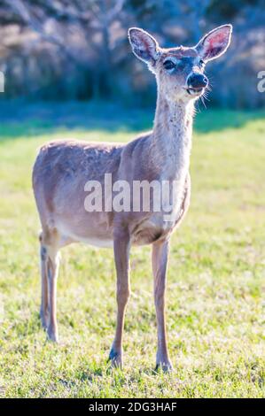 White tail deer bambi in the wild Stock Photo