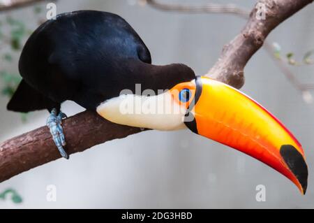 Toucan (Ramphastos toco) sitting on tree branch in tropical forest or jungle Stock Photo