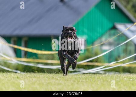 Cane Corso dog running in the green field on lure coursing competition Stock Photo