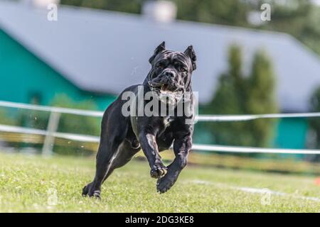 Cane Corso dog running in the green field on lure coursing competition Stock Photo
