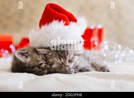 Cute tabby kittens sleeping together in christmas hat with garland lights, Xmas gifts. Santa Claus hat on pretty Baby cat. Christmas cats. Home pets Stock Photo