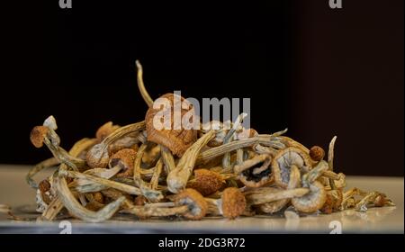 Dried psilocybin mushrooms on white surface on black background Stock Photo