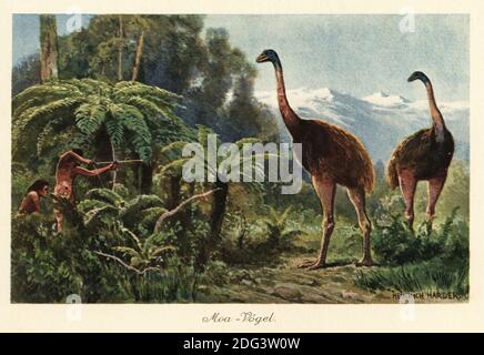 Moa birds (Dinornis robustus) being hunted by men with bows and arrows. The moa were species of flightless birds native to New Zealand hunted to extinction by the Maoris. Moa-Vogel. Colour printed illustration by Heinrich Harder from Wilhelm Bolsche’s Tiere der Urwelt (Animals of the Prehistoric World), Reichardt Cocoa company, Hamburg, 1908. Heinrich Harder (1858-1935) was a German landscape artist and book illustrator. Stock Photo