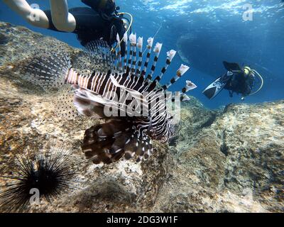 Divers in underwater swimming with Lionfish. Antalya KaÅŸ Turkey Stock Photo