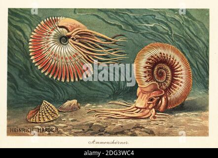 Extinct ammonites swimming in the ocean. Ammonoids, group of extinct marine mollusc animals in the subclass Ammonoidea of the class Cephalopoda. Ammonshorner. Colour printed illustration by Heinrich Harder from Wilhelm Bolsche’s Tiere der Urwelt (Animals of the Prehistoric World), Reichardt Cocoa company, Hamburg, 1908. Heinrich Harder (1858-1935) was a German landscape artist and book illustrator. Stock Photo
