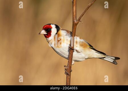 European goldfinch sitting on branch in winter nature Stock Photo